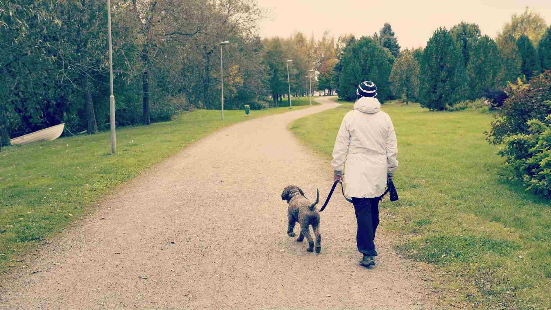 pasear perro con cistitis